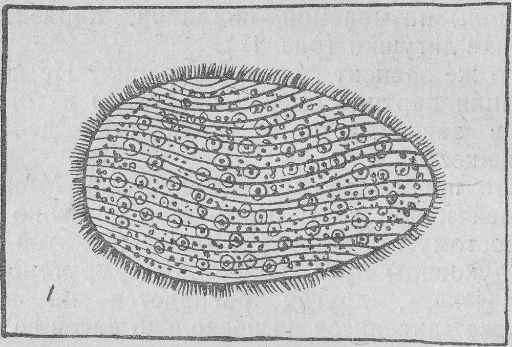 Opalina ranarum строение. Подтип опалины (opalinata). Опалина. Опалина. Opalina ranarum.