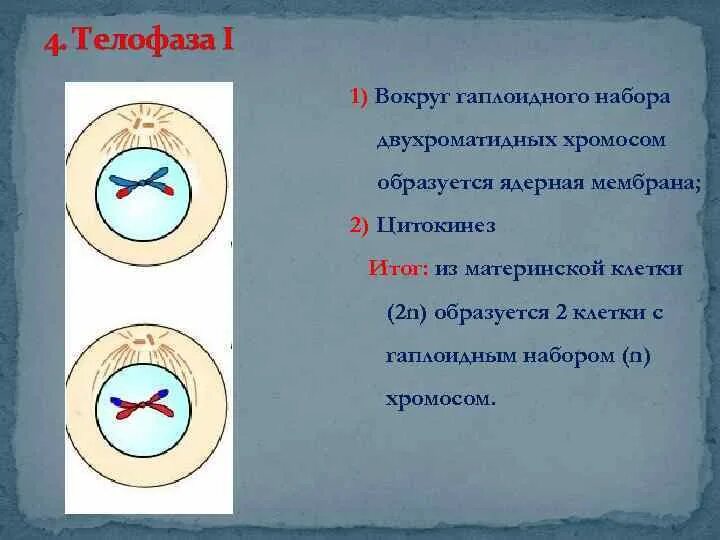 В метафазе хромосомы двухроматидные. Телофаза 2 хромосомы набор. телофаза 1 набор хромосом. телофаза митоза набор хромосом. в телофазе 2 образуются.