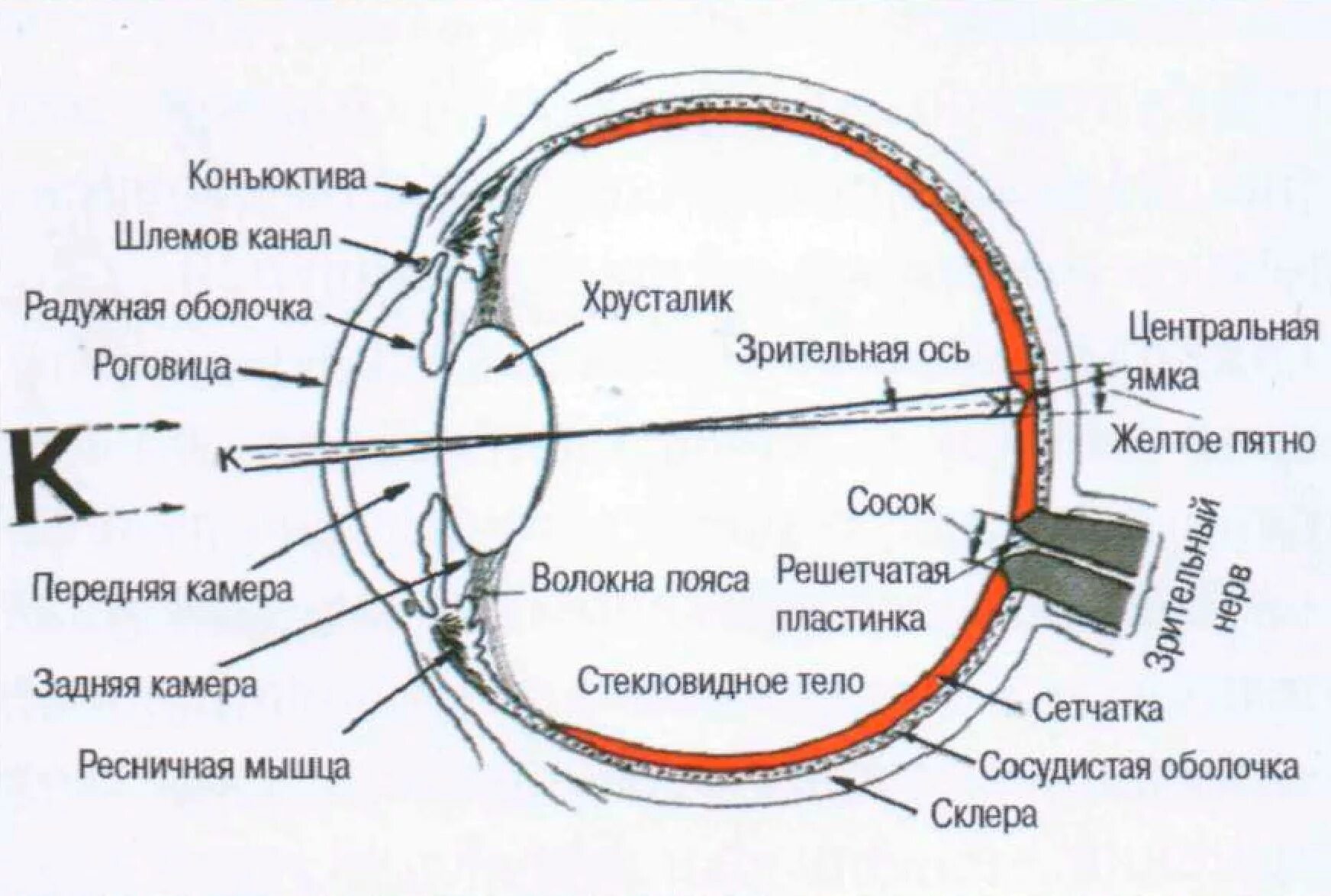 Строение глаза сетчатка роговица хрусталик. Строение зрительного анализатора глазное яблоко. Схема оптической системы глаза физиология. Схема глаза зрительный анализатор.
