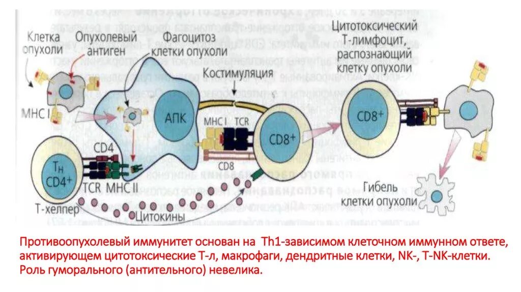 Цитотоксические т клетки. Противоопухолевый иммунитет иммунология схема. Иммунология опухолей противоопухолевый иммунитет. Иммунные механизмы противоопухолевого иммунитета. Схема противоопухолевого иммунного ответа.