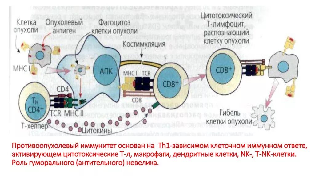 Противоопухолевый иммунитет иммунология схема. Иммунология опухолей противоопухолевый иммунитет. Иммунные механизмы противоопухолевого иммунитета. Схема противоопухолевого иммунного ответа. Цитотоксические т клетки