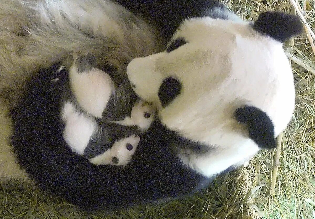 Панда сколько детенышей. Панда с детёнышем. Милая Панда. Мама Панда с детенышем.