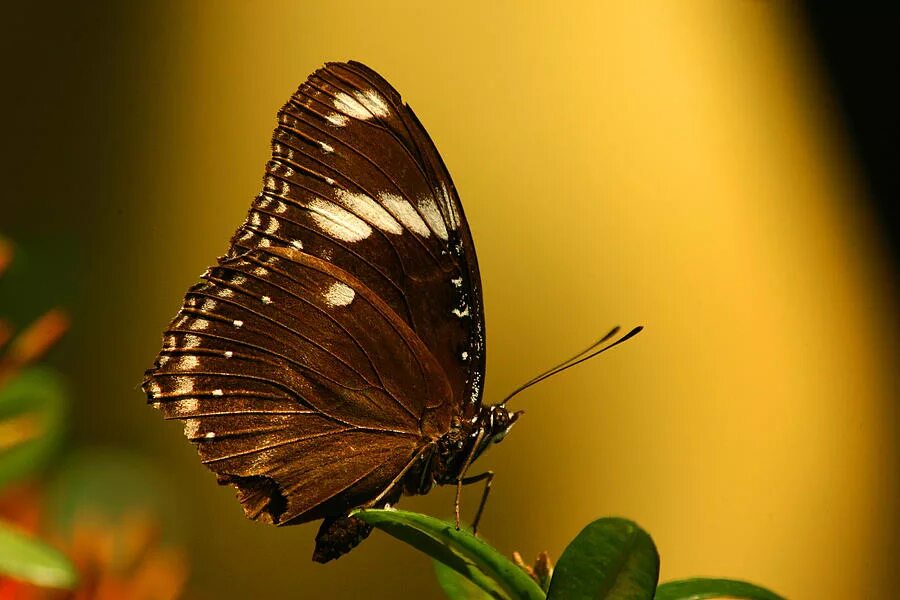 Кофейные бабочки. Бабочка. Коричневая бабочка. Красивая коричневая бабочка. Темно коричневая бабочка.