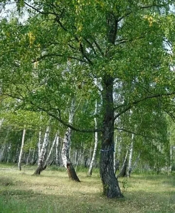 Береза живет дерево. Черная береза Троицкий Сунгур. Чёрная берёза дерево Сузун. Черная береза Аромашево. Береза черная Betula nigra.