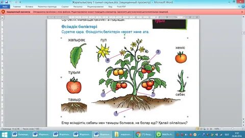 Әйелдердің үлкен емшектерінің фотосы