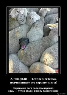 В каждом стаде есть