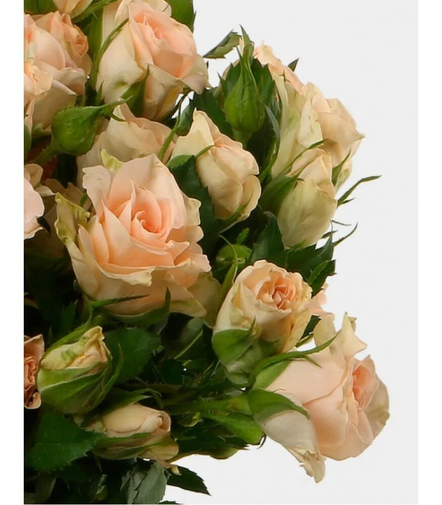 как выглядят кустовые розы