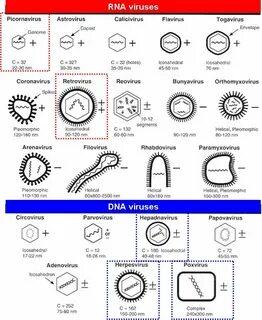 Size viral