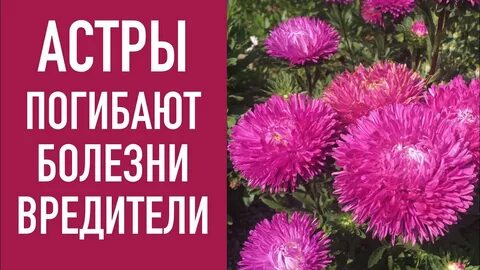 Пропадают астры