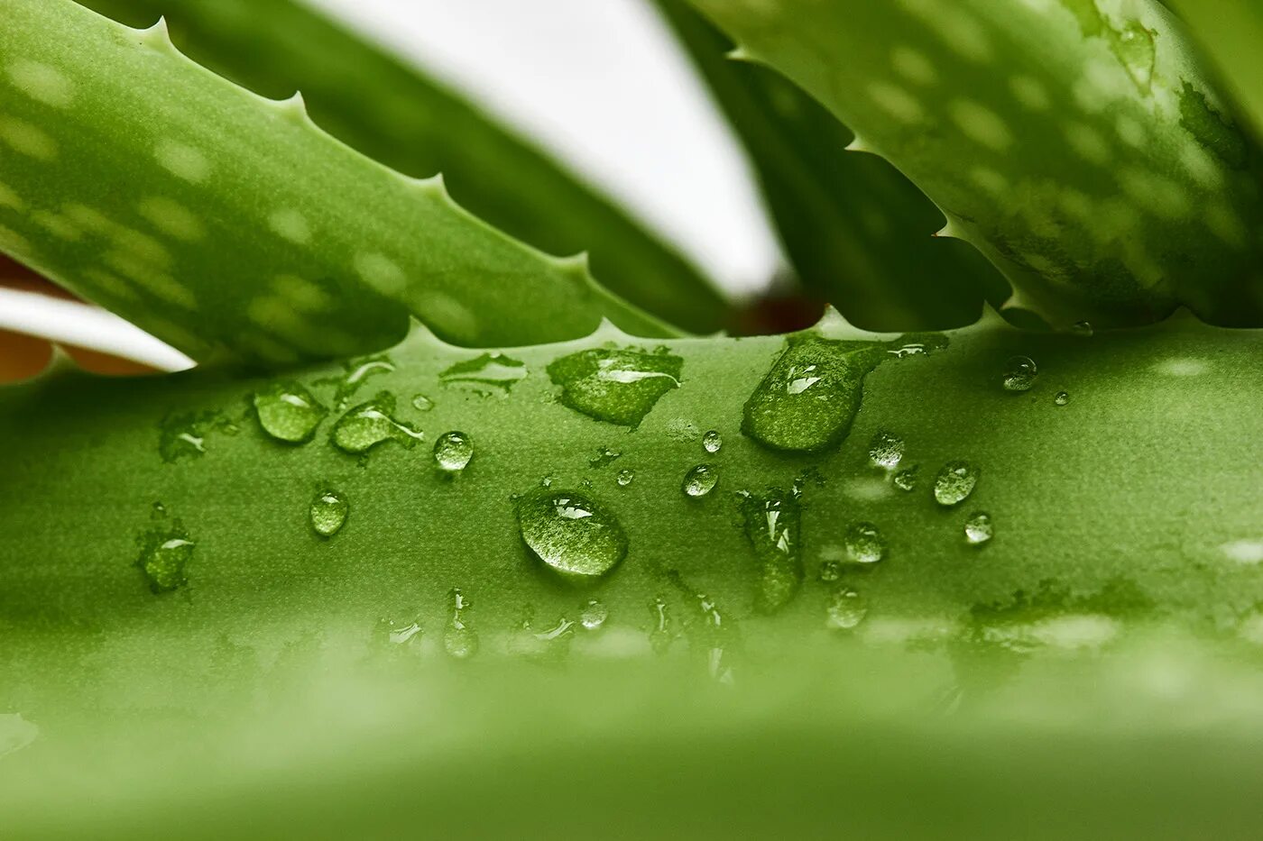 Green aloe