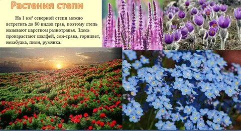 Растения степи 4 класс сообщение