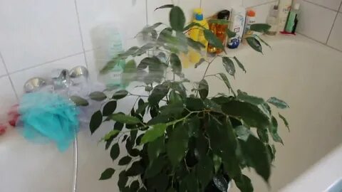 Как мыть цветы