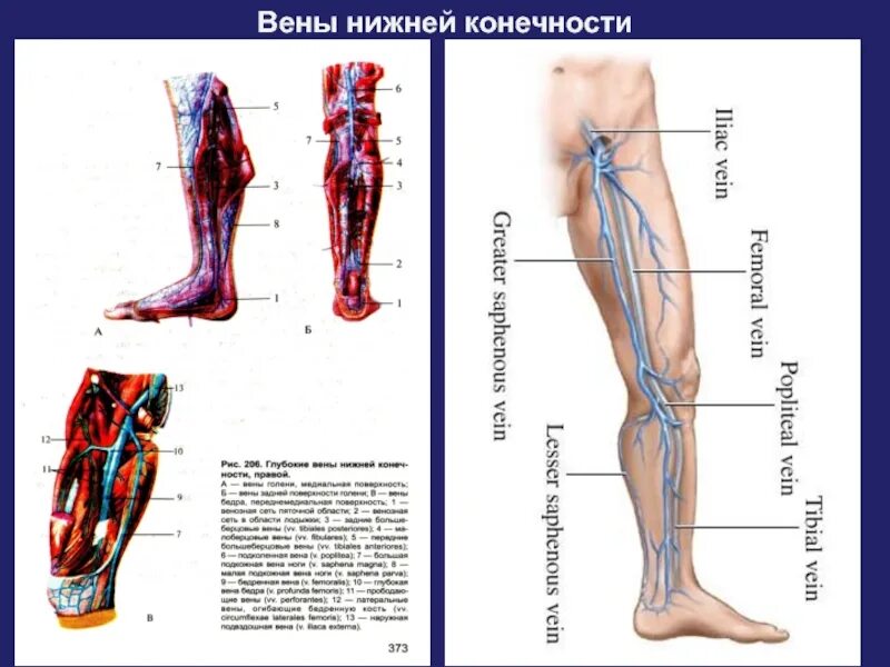 Вена нижней конечности анатомия. Подкожные вены голени анатомия. Сосуды и вены нижних конечностей анатомия. Большая подкожная Вена нижней конечности схема.