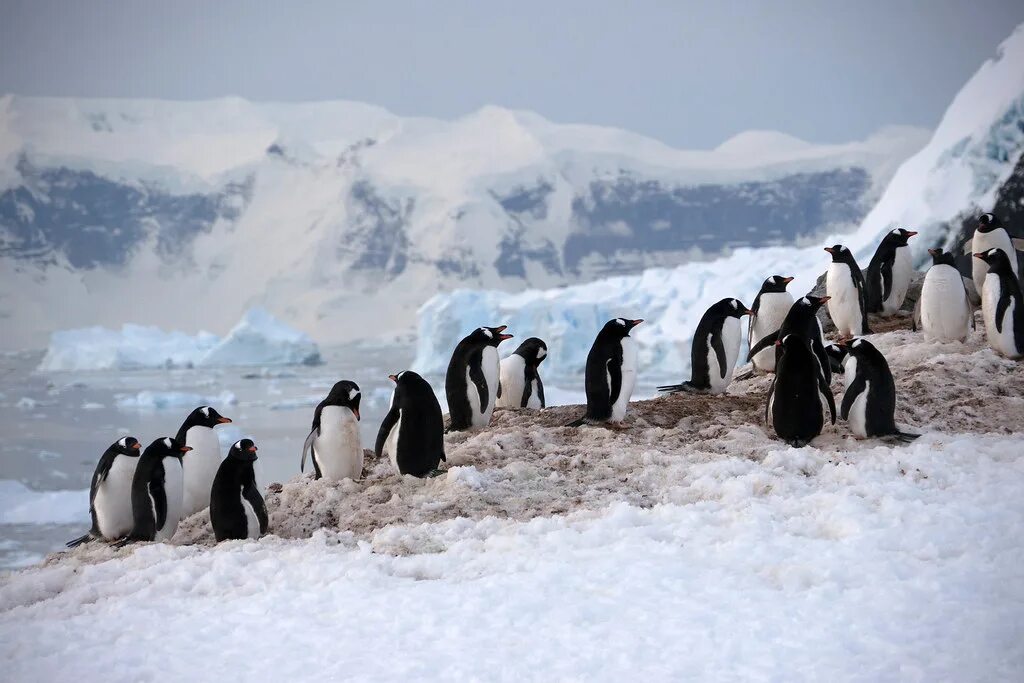 Антарктида материк пингвины. Антарктический Пингвин. Арктическая пустыня пингвины. Южный полюс Антарктида.