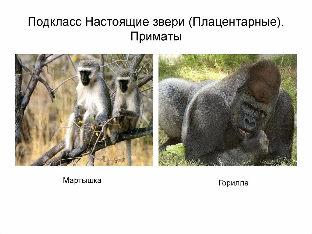 Разнообразие млекопитающих 8 класс. Подкласс плацентарные представители. подкласс настоящие звери. разнообразие млекопитающих. настоящие звери плацентарные.
