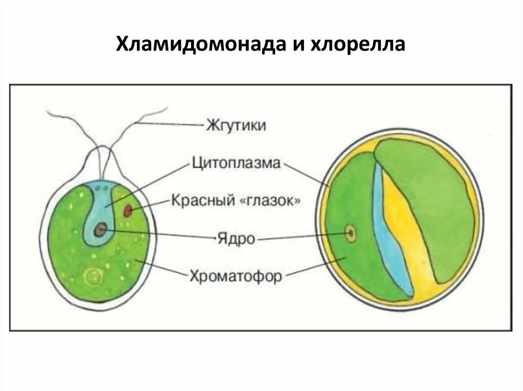 Строение хлореллы. Строение одноклеточной водоросли хлореллы рисунок. Одноклеточная водоросль хлорелла строение. Строение клеток зеленых водорослей хлорелла. Зеленые водоросли хлореллы строение.