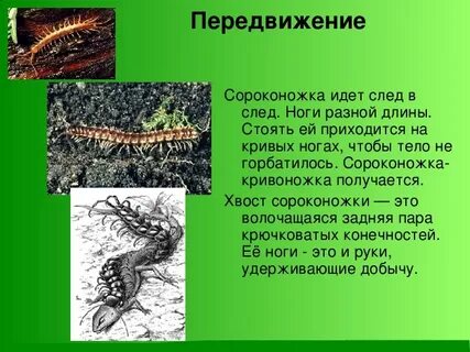 Сколько пар у сороконожки