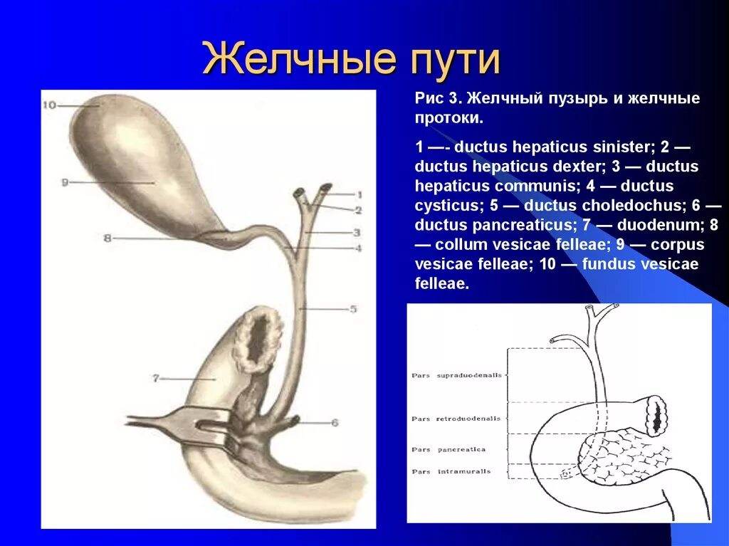 Схема желчно выводящих путей. Строение внепеченочных желчных протоков. Протоки желчного пузыря схема. Схема желчевыводящих путей анатомия.