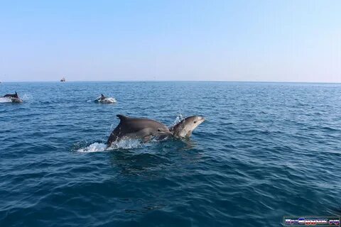 Животные черного моря и его берегов