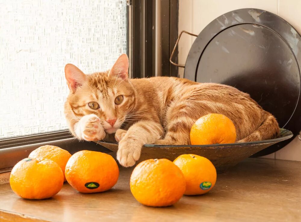 Апельсиновый кот. Котенок с мандаринами. Мандариновая кошка. Кошки апельсины. Мандариновый кот порода.