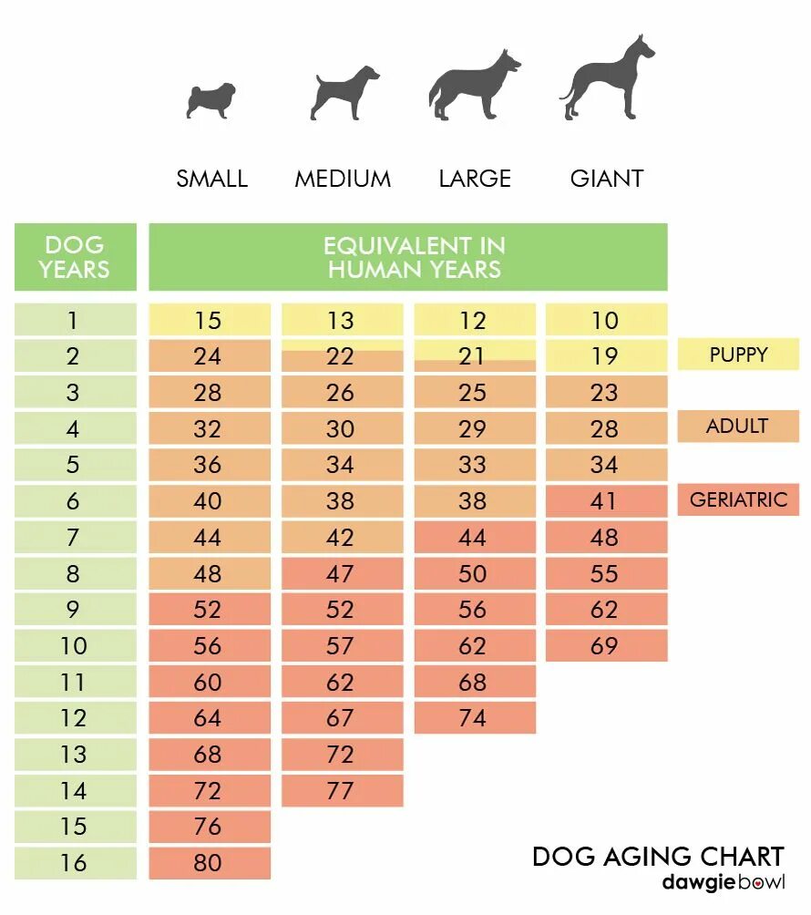 Собака по возрасту. Таблица возраста собак мелких пород. Собаки по человеческим меркам. Сколько лет собаке. Собачьи года на человеческие.