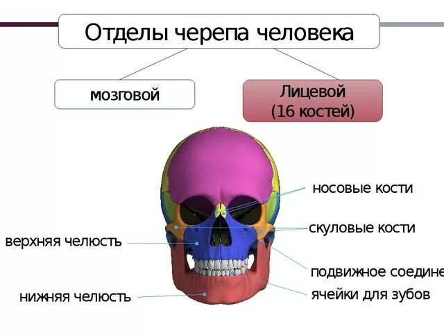 Череп составляющие. Кости черепа мозговой отдел и лицевой отдел. кости мозгового отдела черепа функции. строение черепа человека мозговой и лицевой отделы. анатомия костей мозгового отдела черепа.