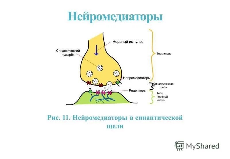 Рецепторы гамк в головном мозге. Медиаторы и нейромедиаторы. Химический синапс гистология. Схема нейромедиаторов. Медиаторы и нейромедиаторы.
