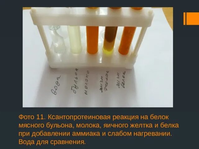 Дистиллированная вода реакция. Ксантопротеиновая реакция белков. ксантопротеиновая реакция на белок. яичный белок реакция. ксантопротеиновая реакция формула.