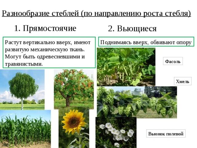 Какой стебель по направлению роста. Разнообразие стеблей. разнообразие стеблей таблица. стебли по направлению роста. разнообразие растений по направлению роста.