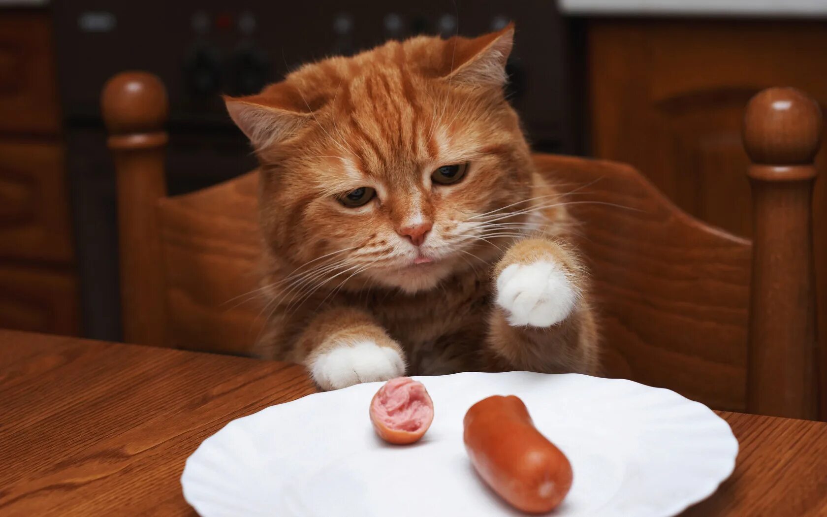 Рыжик язык. Кот с сосисками. Еда для кошек. Котенок с колбасой. Кот за столом.