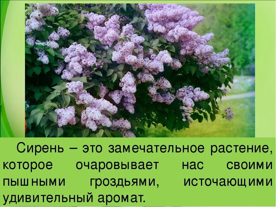 Сирень кроссворд. Сирень кустарник Рахманинов. Сирень описание. Сообщение о сирени. Описать сирень.