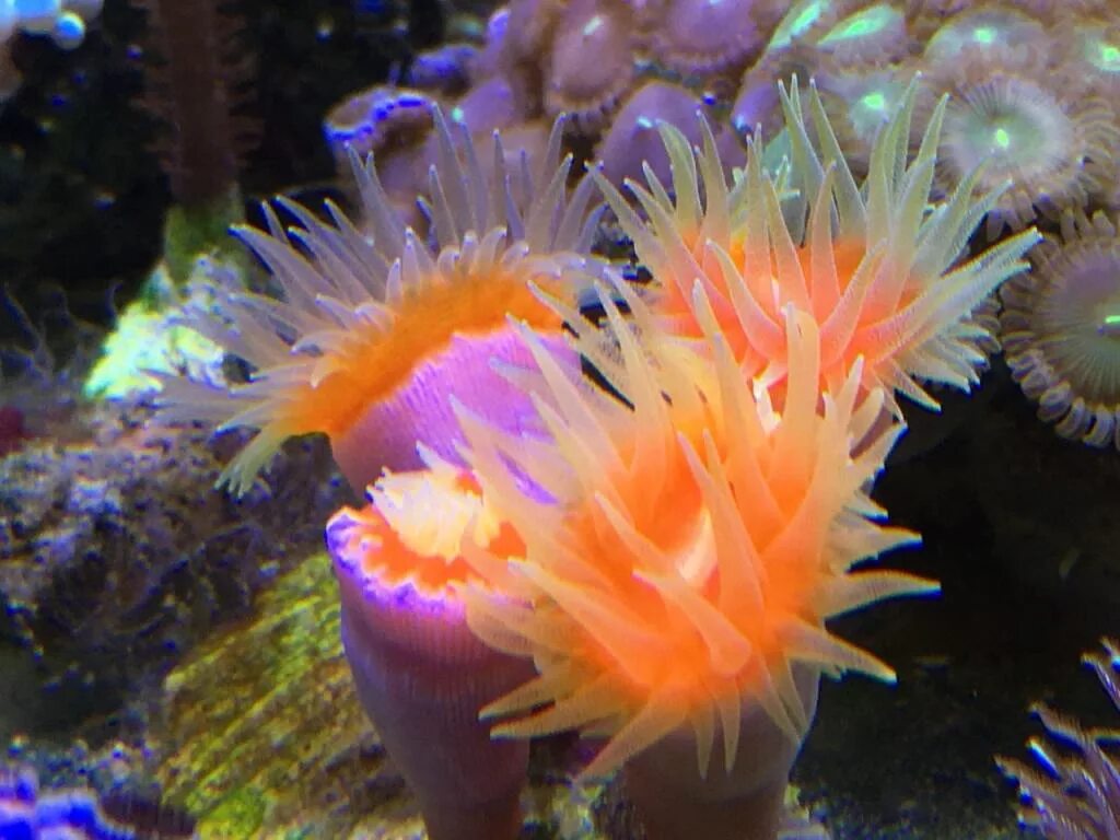 Coral 6. Корнулярия папайя коралл. Клавулярия папайя. Корнулярия "зелёная папайя". Коралл клавулярия жёлтый.