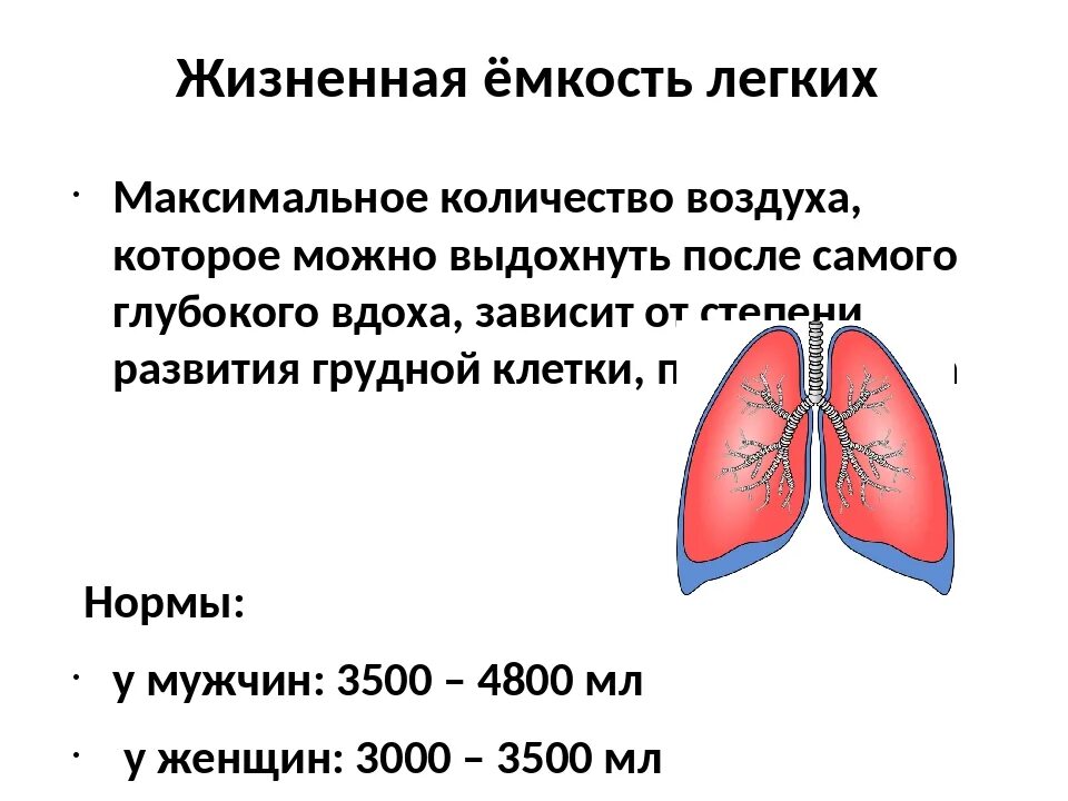 Величина дыхательного объема. Емкость легких. Жизненная ёмкость лёгких. Жизненная емкость легких анатомия. Жизненная емкость легких составляет.