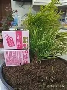 Плантмания клушинская ул 5 д поярково