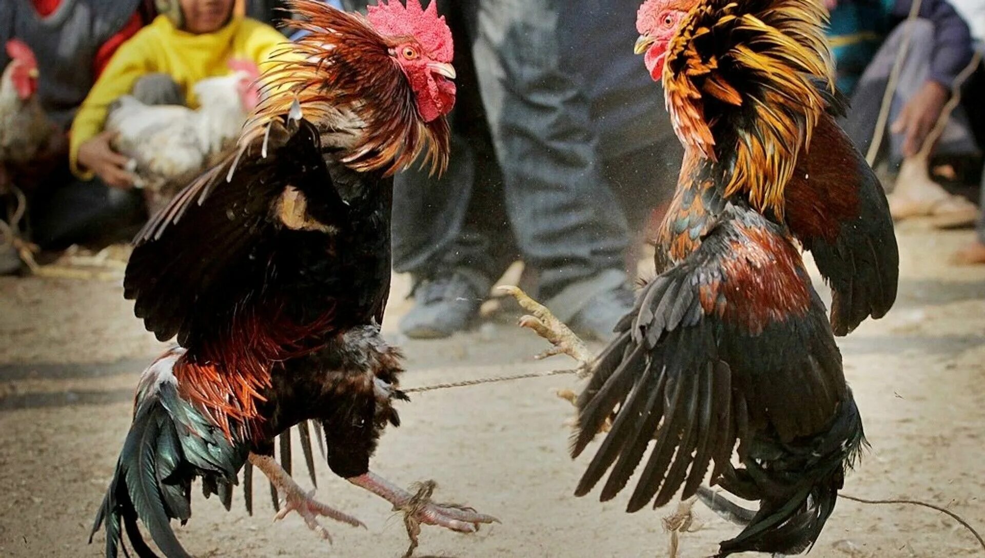 Cock fight