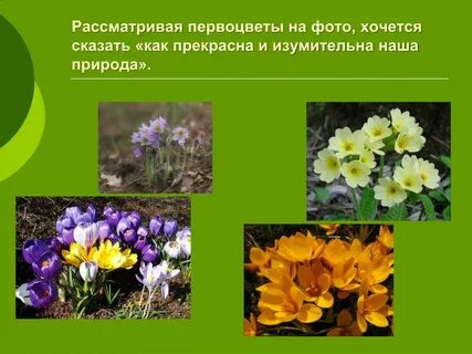 Группы первоцветов