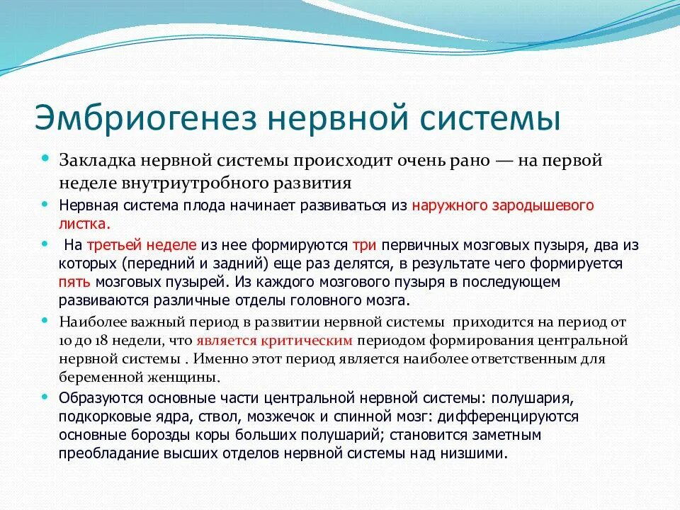 Созревание цнс. Стадии эмбрионального развития нервной системы. эмбриогенез нервной системы педиатрия. эмбриональное развитие цнс. закладка нервной системы.