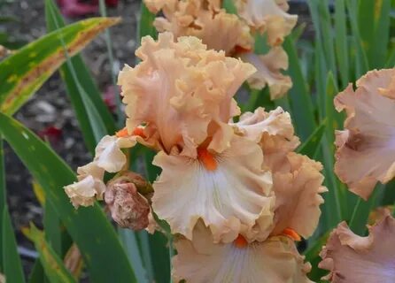 Iris home