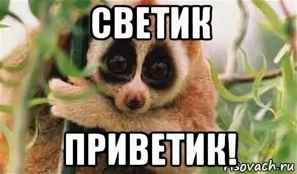 Песня привет света