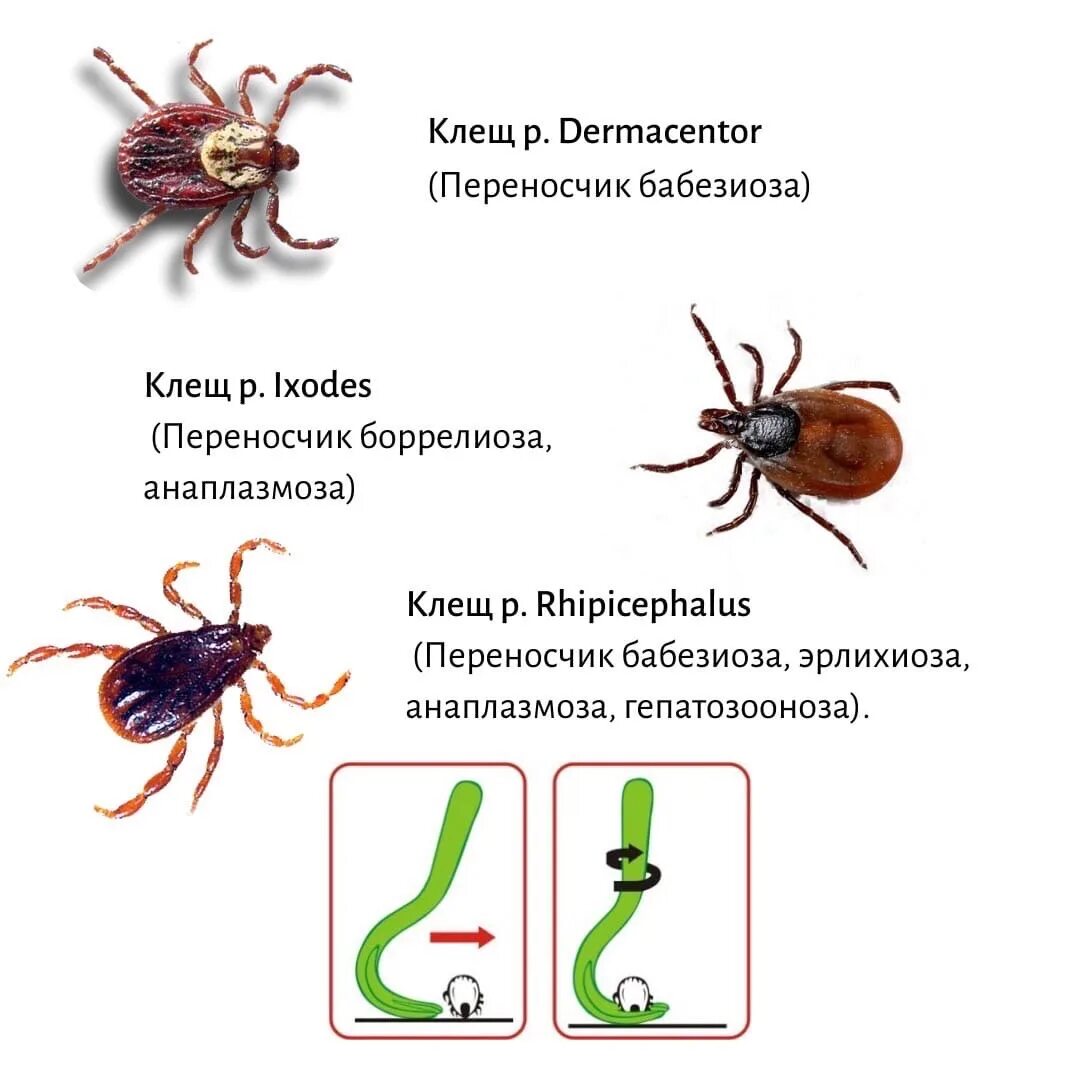 Семейства клещей. Клещ разновидности. Стадии развития клеща. Размер клеща. Разновидности клещей фото и описание