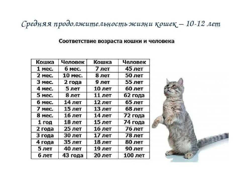 Сколько лет до 15 июля. Возраст котов по человеческим меркам. Кошачьи меркам таблица кошачьи года по человеческим. Возраст по кошачьим меркам Возраст по кошачьи. Сколько лет живут кошки по человеческим меркам таблица.
