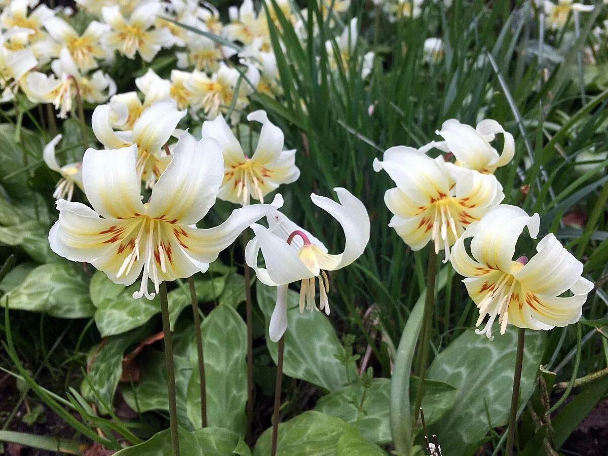 Кандык калифорнийский Уайт Бьюти. Кандык (Erythronium). Эритрониум Уайт Бьюти. Кандык (эритрониум) Уайт Бьюти. Эритрониум