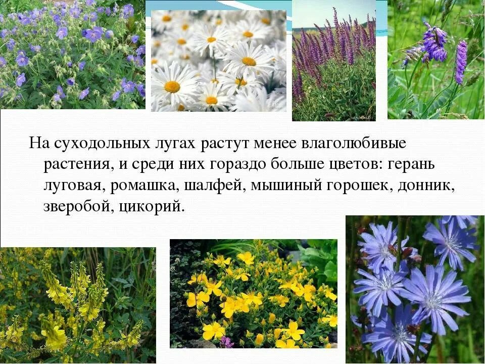 Растения в природе названия. Растения которые растут на лугу. растения луга. растения суходольных лугов. растения растущие на лугу.