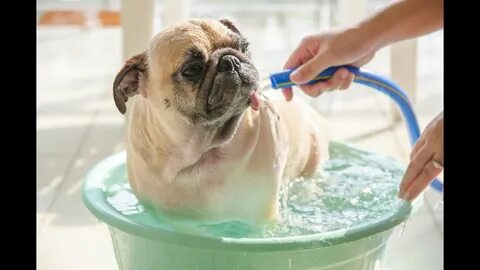 Wash the dog