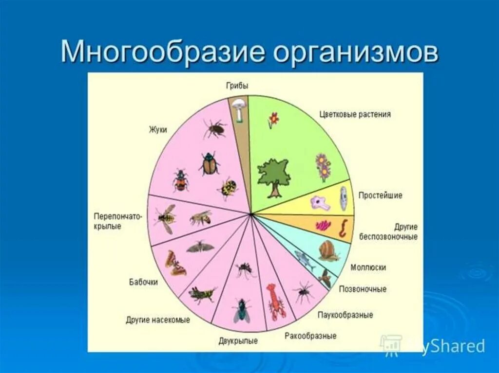 1 многообразие живого