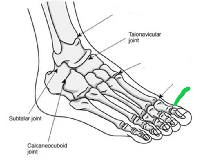 Строение голеностопа кости. Голеностопный сустав анатомия строение кости. Стопа лодыжка кости анатомия. Таранная кость голеностопного сустава. Кости голеностопного сустава человека