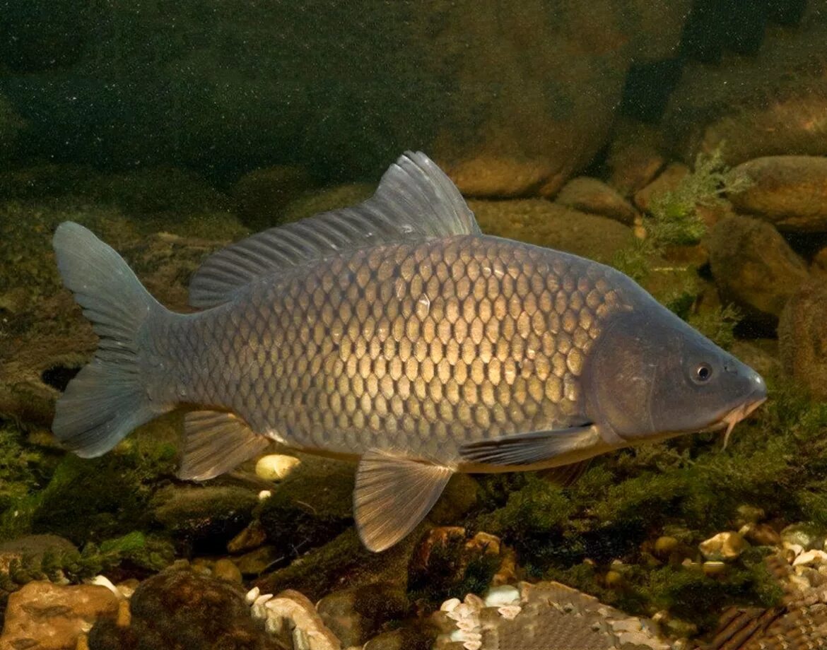 Карась обыкновенный Carassius Carassius. Карп обыкновенный – Cyprinus Carpio. Сазан (Cyprinus Carpio). Сазан (= Карп обыкновенный) – Cyprinus Carpio. Сазан виды рыбы