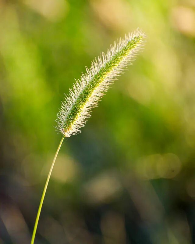 Тимофеевка Луговая (Phleum pratense). Тимофеевка Луговая сорт Вега. Тимофеевка соцветие. Тимофеевка Луговая семена. Семена тимофеевки купить