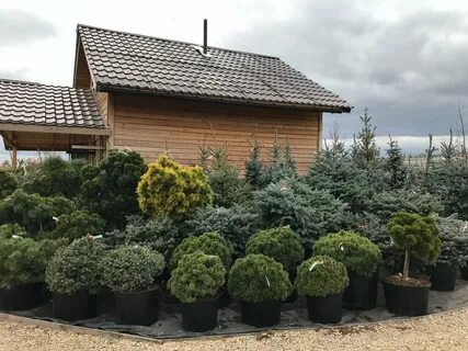 Поздняки красноярск питомник