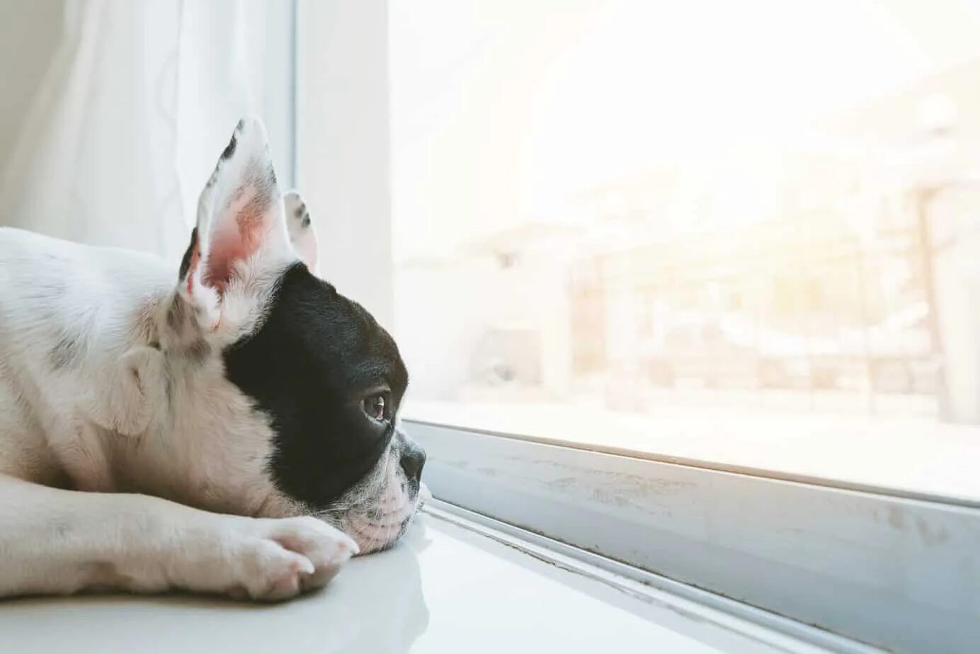 Dog raising